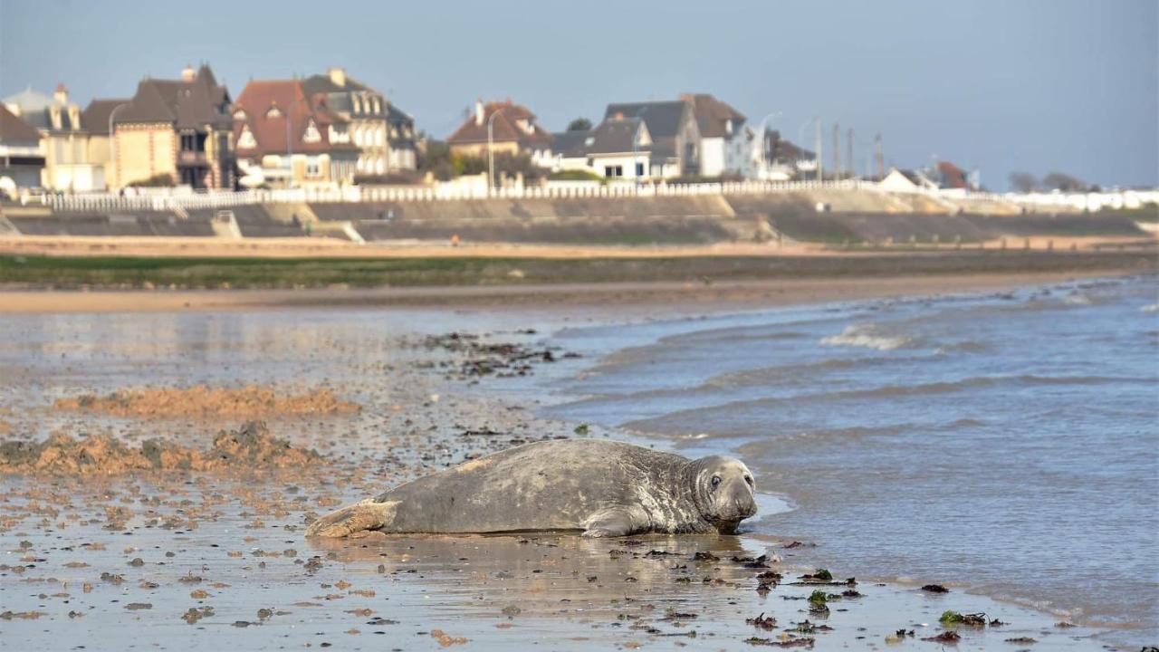 L'Appart' Du Bord De Mer 150M De La Plage Lion-sur-Mer Buitenkant foto